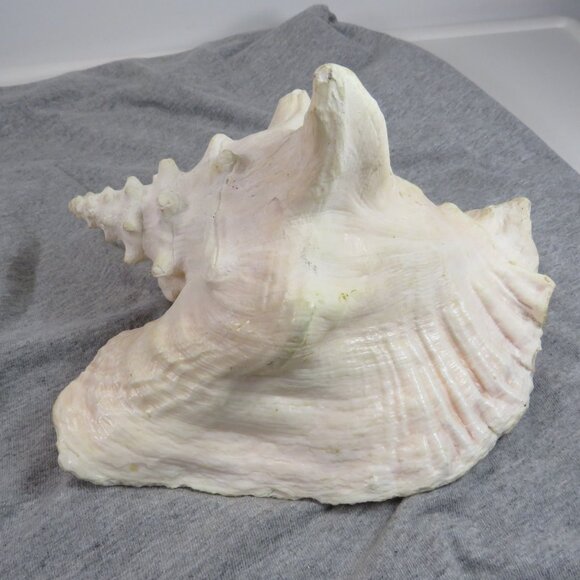 Large REAL Conch Sea Shell 7" tall 9" wide has some chips Tan pink white outer - Picture 9 of 10
